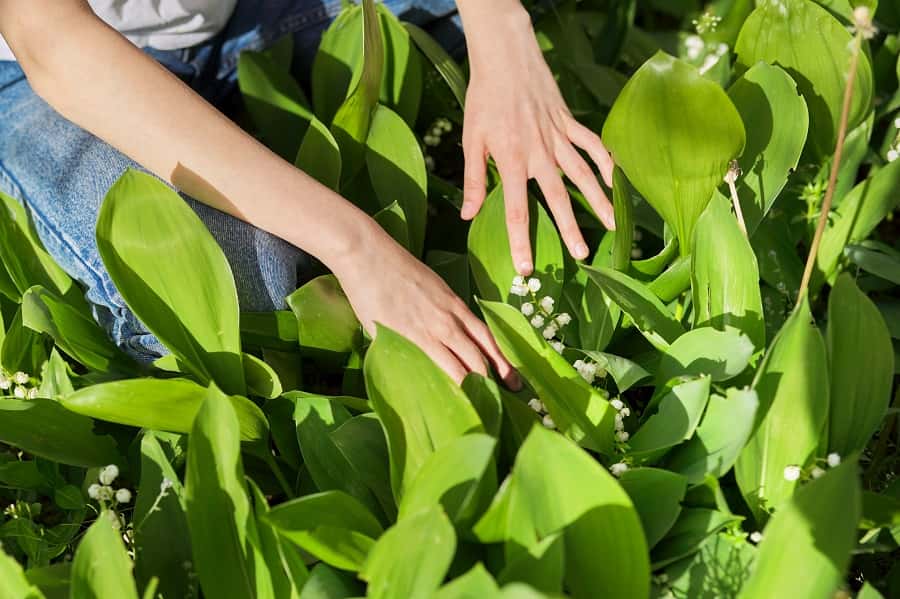 Quand et comment diviser le muguet pour en avoir plus en mai